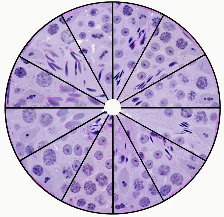 The stages of the cycle of the seminiferous epithelium arranged as a wheel